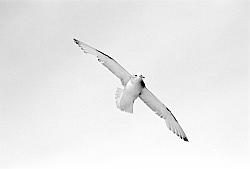 Life035 - Cape petrel in flight