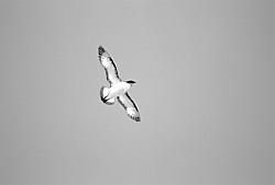 Life039 - Cape petrel in flight