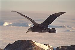 Life041 - Giant petrel in flight