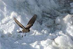 Life042 - Storm Petrel in flight