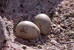 Life043 - Skua eggs