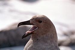 Life045 - Skua headshot