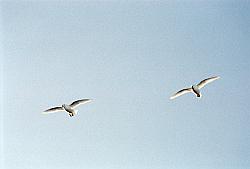 Life051 - Snow petrels in flight