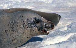 Life052 - Crab-eater seals