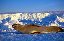 Life060 - Leopard seal