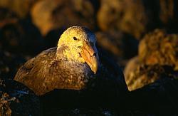 Life061 - Giant petrel on nest