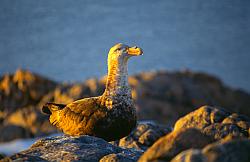 Life062 - Giant petrel on nest