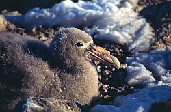 Life065 - Giant petrel chick on nest