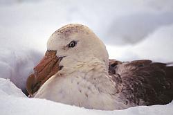 Life066 - Giant petrel on nest