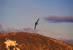 Life072 - Cape petrel in flight