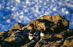 Life074 - Cape petrel on nest