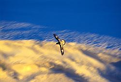 Life077 - Cape petrel in flight