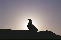 Life084 - Skua in sunset