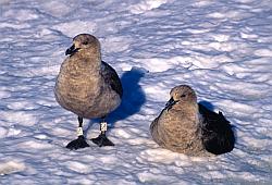 Life085 - Skuas on ice