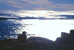 Life087 - Skua backlit