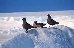 Life088 - Skuas on iceberg