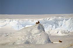 Life089 - Skuas on iceberg