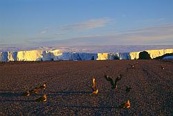 Life090 - Skuas on airstrip