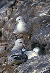 Life091 - Antarctic fulmars