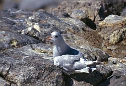 Life092 - Antarctic fulmar