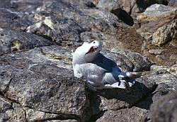 Life093 - Antarctic fulmar