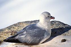 Life094 - Antarctic fulmar