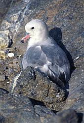 Life095 - Antarctic fulmar