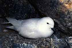 Life097 - Snow petrel on its nest
