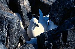 Life098 - Snow petrel on its nest