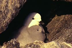 Life103 - Snow petrel and chick on nest