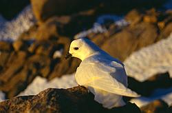 Life105 - Snow petrel