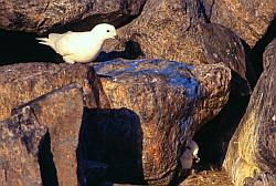 Life106 - Snow petrel