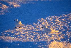 Life109 - Snow petrel cleaning up in the snow