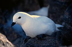 Life110 - Snow petrel