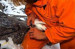 Life113 - Ornithologist checking snow petrel