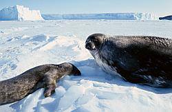 Life117 - Weddell seal and pup