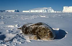 Life118 - Weddell seal