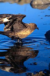 Life151 - Skuas bathing in lake