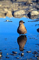 Life152 - Skuas bathing in lake