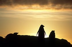 AdelieBacklit - Adelie penguins in the setting sun, Antarctica