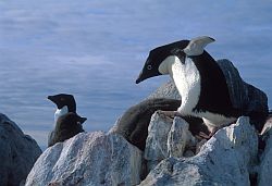 AdelieBalance - Adelie penguin balancing on rocks, Antarctica