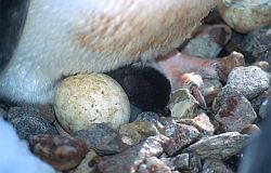 AdelieChickEgg - Newly hatched Adelie penguin chick and egg, Antarctica