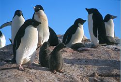 AdelieClean - Adelie penguins and chicks, Antarctica