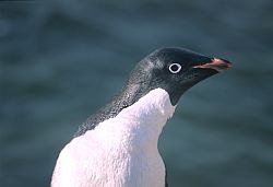 AdelieClose - Close up on penguin head, Antarctica