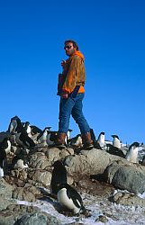 AdelieCounting - Ornithologist counting Adelie penguins, Antarctica
