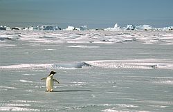 AdelieEarly - Early arrived Adelie penguin, Antarctica