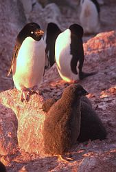 AdelieFatChick - Adelie penguins and chicks, Antarctica