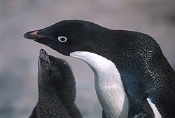 AdelieFeedH1 - Hungry Adelie penguin requesting its dinner, Antarctica