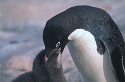 AdelieFeedH2 - Adelie penguin feeding its chick, Antarctica