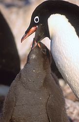 AdelieFeedV2 - Adelie penguin feeding its chick, Antarctica
[ Click to go to the page where that image comes from ]